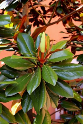 Magnolia grandiflora 'DD Blanchard' - šácholán velkokvětý - pupen květ03